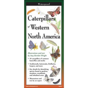 Caterpillars of Western North America