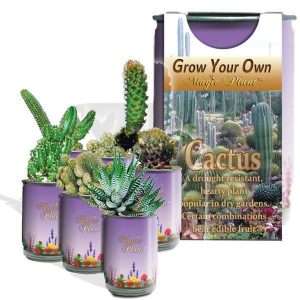 Grow Your Own Magic Plant Cactus